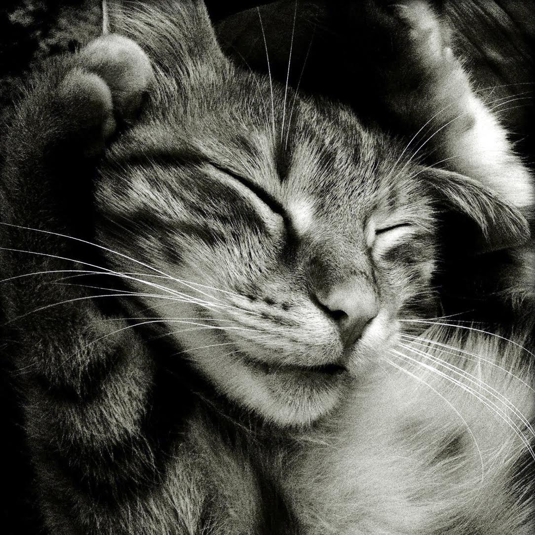 katze